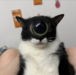 250607