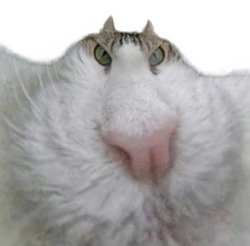 252782