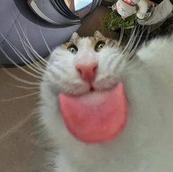 255113