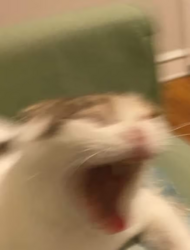 255158