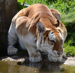 4345