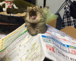 6227