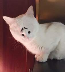 6807