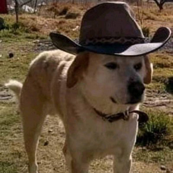 8526