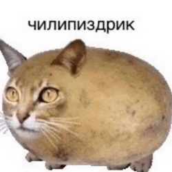 29087