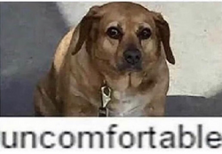 32441